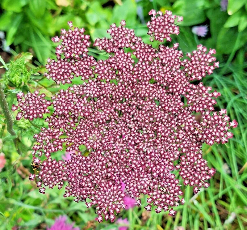 Purple Pink Queen Anne's Lace Seeds - Daucus Carota Purpura - 100 Seeds, Biennial Flower, Outdoor - Image 1
