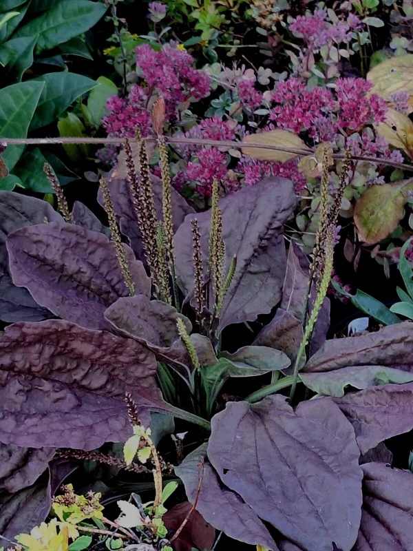 Purple Plantain 100 Seeds - Plantago Major Purpurea - Hardy Herb Seeds Outdoor - Image 2