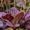 Purple Plantain 100 Seeds - Plantago Major Purpurea - Hardy Herb Seeds Outdoor - Image 1