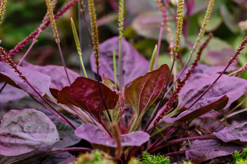 Purple Plantain 100 Seeds - Plantago Major Purpurea - Hardy Herb Seeds Outdoor - Image 1