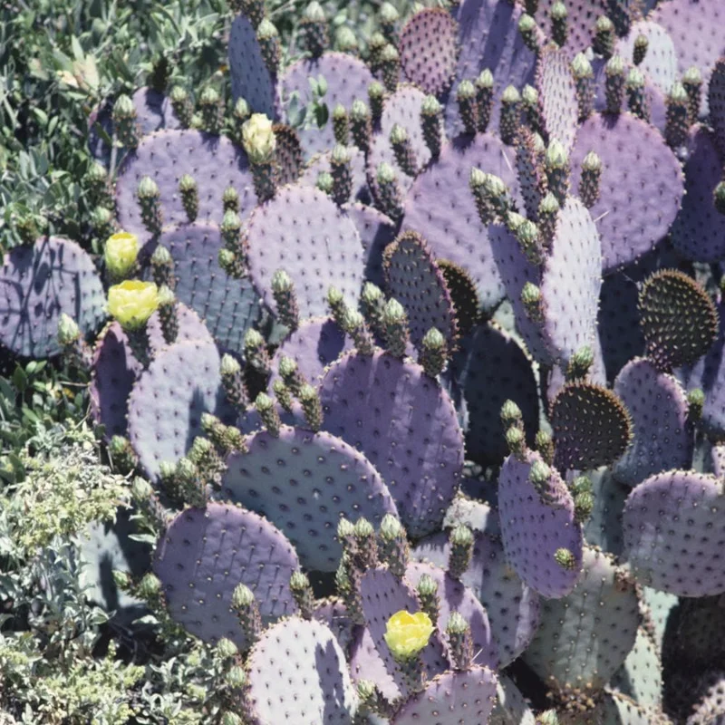 Purple Prickly Pear Cactus Live Plant - Succulent - 3.5 inch Pot - Image 2