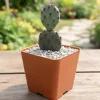 Purple Prickly Pear Cactus Live Plant - Succulent - 3.5 inch Pot - Image 1
