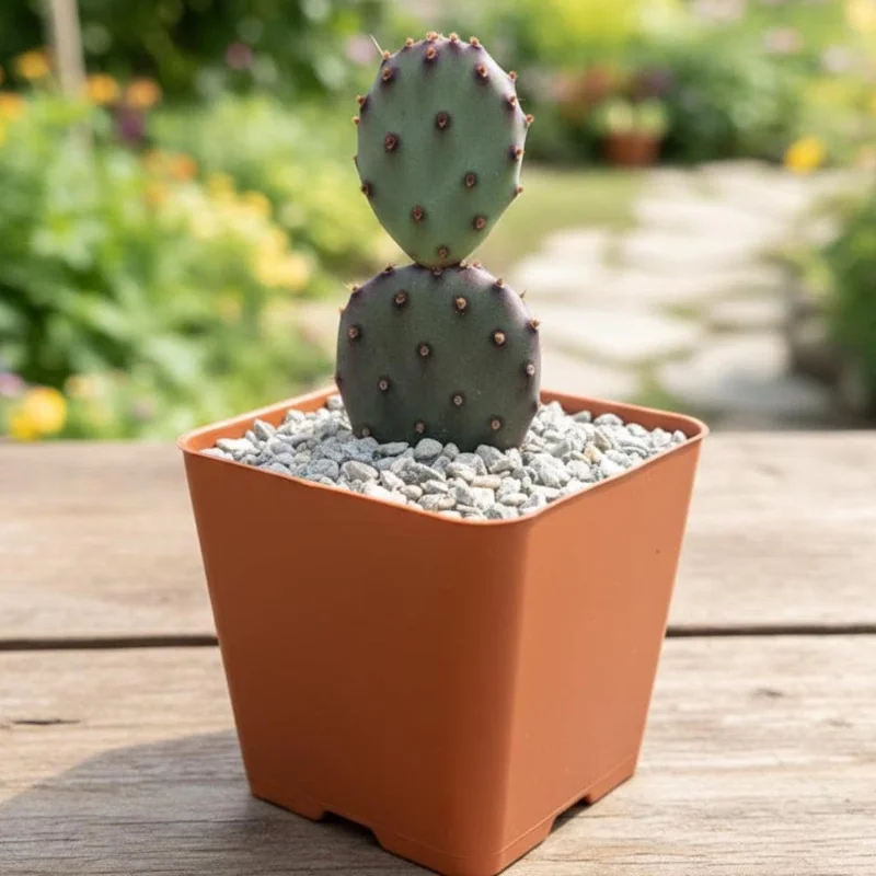 Purple Prickly Pear Cactus Live Plant - Succulent - 3.5 inch Pot - Image 1