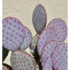 Purple Prickly Pear Live Cactus Plant - Opuntia Santa Rita - 3 inch Pot - Image 1
