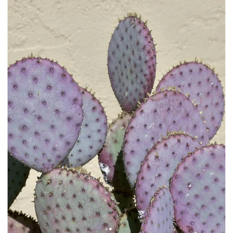 Purple Prickly Pear Live Cactus Plant - Opuntia Santa Rita - 3 inch Pot Purple Prickly Pear Live Cactus Plant - Opuntia Santa Rita - 3 inch Pot - Image 1