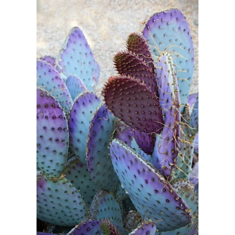 Purple Prickly Pear Live Cactus Plant - Opuntia Santa Rita - 3 inch Pot Purple Prickly Pear Live Cactus Plant - Opuntia Santa Rita - 3 inch Pot - Image 2