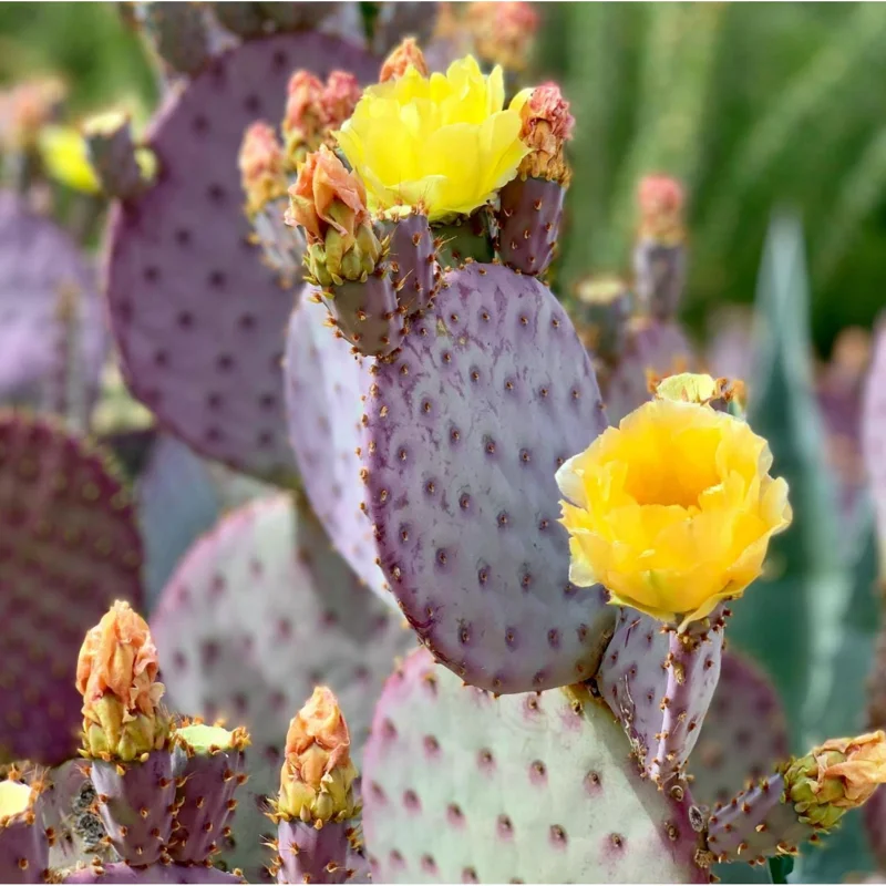Purple Prickly Pear Live Cactus Plant - Opuntia Santa Rita - 3 inch Pot Purple Prickly Pear Live Cactus Plant - Opuntia Santa Rita - 3 inch Pot - Image 3