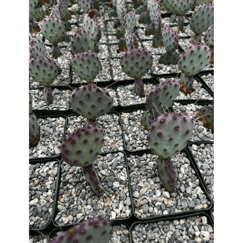 Purple Prickly Pear Live Cactus Plant - Opuntia Santa Rita - 3 inch Pot Purple Prickly Pear Live Cactus Plant - Opuntia Santa Rita - 3 inch Pot - Image 5