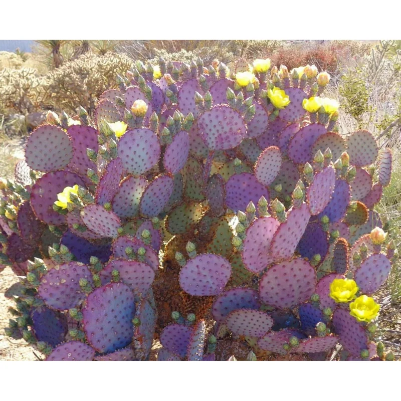 Purple Prickly Pear Live Cactus Plant - Opuntia Santa Rita - 3 inch Pot Purple Prickly Pear Live Cactus Plant - Opuntia Santa Rita - 3 inch Pot - Image 6