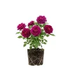 Purple Red Climbing Rose Live Plant – 4-6 Inch Tall, Outdoor Garden Shrub - Image 1