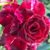 Purple-Red Climbing Rose Live Plant – 5-9 Inch Tall Starter – Outdoor Vining Rose - Image 1