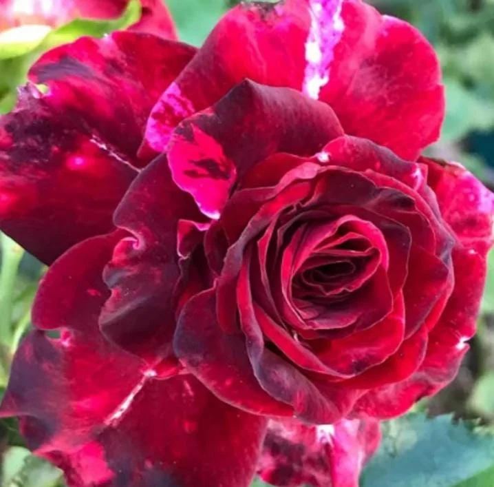Purple-Red Climbing Rose Live Plant – 5-9 Inch Tall Starter – Outdoor Vining Rose Purple-Red Climbing Rose Live Plant – 5-9 Inch Tall Starter – Outdoor Vining Rose - Image 1
