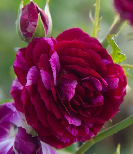 Purple-Red Climbing Rose Live Plant – 5-9 Inch Tall Starter – Outdoor Vining Rose Purple-Red Climbing Rose Live Plant – 5-9 Inch Tall Starter – Outdoor Vining Rose - Image 2