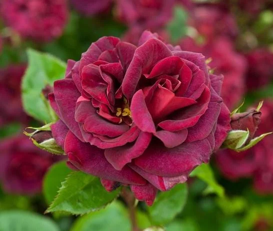 Purple-Red Climbing Rose Live Plant – 5-9 Inch Tall Starter – Outdoor Vining Rose Purple-Red Climbing Rose Live Plant – 5-9 Inch Tall Starter – Outdoor Vining Rose - Image 3