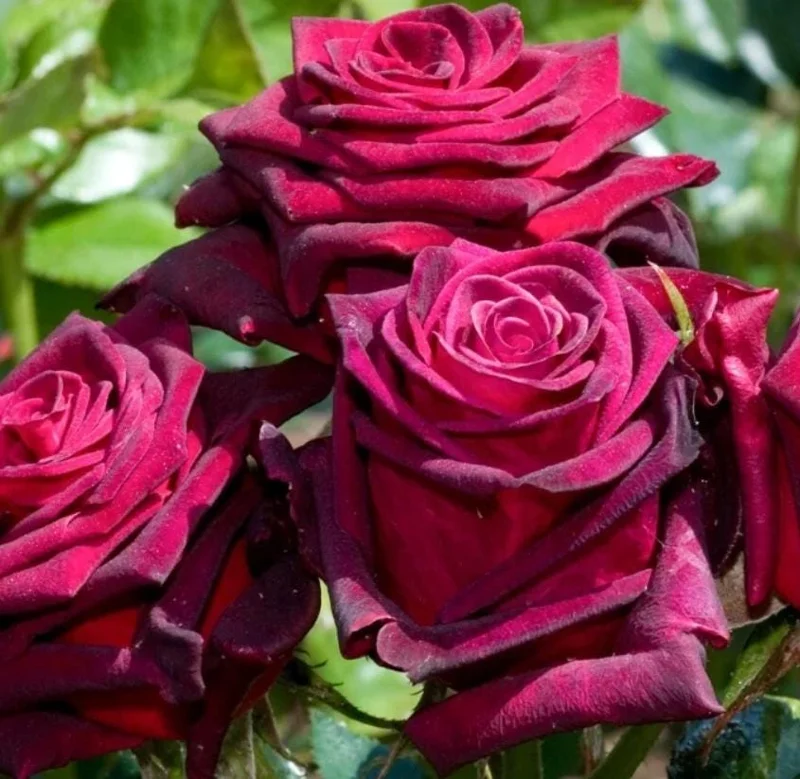 Purple-Red Climbing Rose Live Plant – 5-9 Inch Tall Starter – Outdoor Vining Rose Purple-Red Climbing Rose Live Plant – 5-9 Inch Tall Starter – Outdoor Vining Rose - Image 4