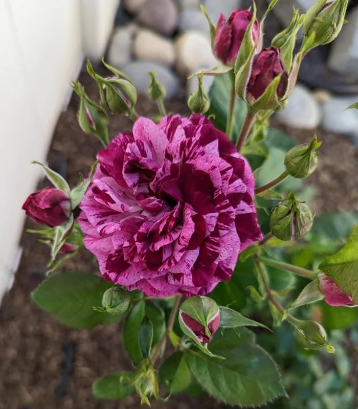 Purple-Red Climbing Rose Live Plant – 5-9 Inch Tall Starter – Outdoor Vining Rose Purple-Red Climbing Rose Live Plant – 5-9 Inch Tall Starter – Outdoor Vining Rose - Image 5