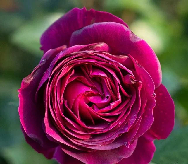 Purple-Red Climbing Rose Live Plant – 5-9 Inch Tall Starter – Outdoor Vining Rose Purple-Red Climbing Rose Live Plant – 5-9 Inch Tall Starter – Outdoor Vining Rose - Image 6