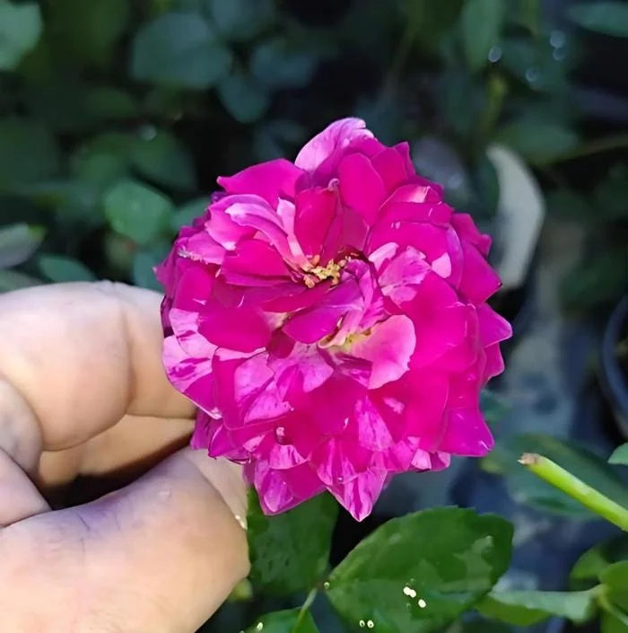 Purple-Red Climbing Rose Live Plant – 5-9 Inch Tall Starter – Outdoor Vining Rose Purple-Red Climbing Rose Live Plant – 5-9 Inch Tall Starter – Outdoor Vining Rose - Image 7