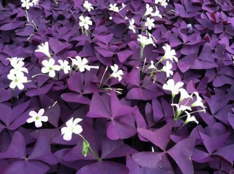 Purple Shamrock Live Plant – 3.5-inch Pot – Colorful Indoor Houseplant Purple Shamrock Live Plant – 3.5-inch Pot – Colorful Indoor Houseplant - Image 1