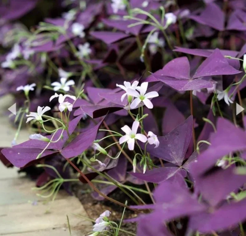 Purple Shamrock Live Plant – 3.5-inch Pot – Colorful Indoor Houseplant Purple Shamrock Live Plant – 3.5-inch Pot – Colorful Indoor Houseplant - Image 2