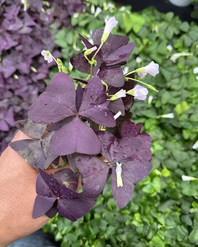 Purple Shamrock Live Plant – 3.5-inch Pot – Colorful Indoor Houseplant Purple Shamrock Live Plant – 3.5-inch Pot – Colorful Indoor Houseplant - Image 4