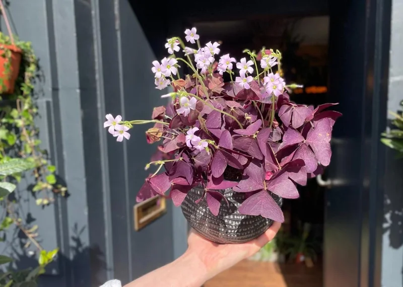 Purple Shamrock Live Plant – 3.5-inch Pot – Colorful Indoor Houseplant Purple Shamrock Live Plant – 3.5-inch Pot – Colorful Indoor Houseplant - Image 5