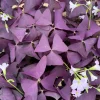 Purple Shamrock Live Plant - Oxalis Triangularis Houseplant, 2-4 Inch Pot Purple Shamrock Live Plant - Oxalis Triangularis Houseplant, 2-4 Inch Pot - Image 1