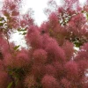 Purple Smoke Tree Seeds (Cotinus Coggygria) - 50 Seeds for Outdoor Gardens - Image 1