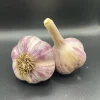 Purple Stripe Italian Garlic Bulbs for Planting - Hardneck, 1 Pound Purple Stripe Italian Garlic Bulbs for Planting - Hardneck, 1 Pound - Image 1