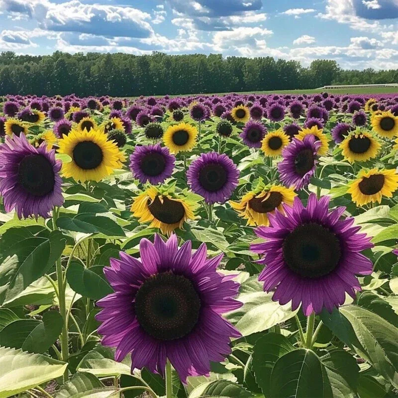 Purple Sunflower Seeds - Field ‘Violet Glow’ - 50 Seeds for Outdoor Planting - Annual Purple Sunflower Seeds - Field ‘Violet Glow’ - 50 Seeds for Outdoor Planting - Annual - Image 2
