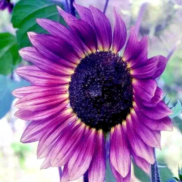 Purple Sunflower Seeds - Field ‘Violet Glow’ - 50 Seeds for Outdoor Planting - Annual Purple Sunflower Seeds - Field ‘Violet Glow’ - 50 Seeds for Outdoor Planting - Annual - Image 3