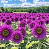 Purple Sunflower Seeds - Field ‘Violet Glow’ - 50 Seeds for Outdoor Planting - Annual - Image 1