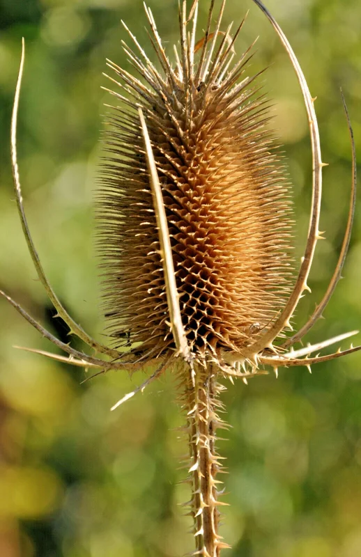 Purple Teasel Seeds - Dipsacus Fullonum Flower Seeds (100 Count) - Hardy Perennial - Image 2