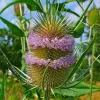 Purple Teasel Seeds - Dipsacus Fullonum Flower Seeds (100 Count) - Hardy Perennial - Image 1