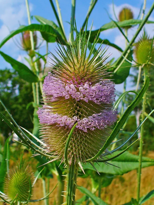 Purple Teasel Seeds - Dipsacus Fullonum Flower Seeds (100 Count) - Hardy Perennial - Image 1