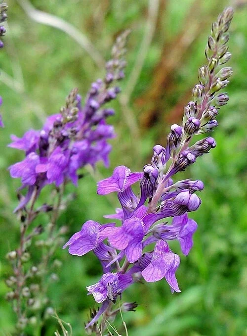 Purple Toadflax Seeds - Linaria Purpurea Perennial Flower - 200 Seeds - Easy Grow Outdoor - Image 2