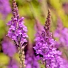 Purple Toadflax Seeds - Linaria Purpurea Perennial Flower - 200 Seeds - Easy Grow Outdoor - Image 1
