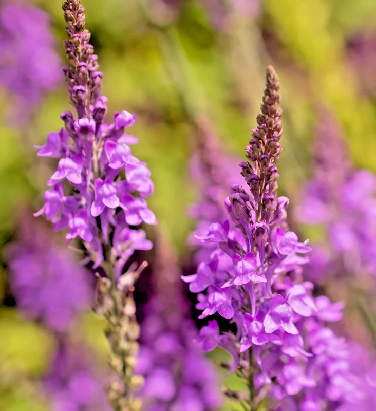 Purple Toadflax Seeds - Linaria Purpurea Perennial Flower - 200 Seeds - Easy Grow Outdoor - Image 1