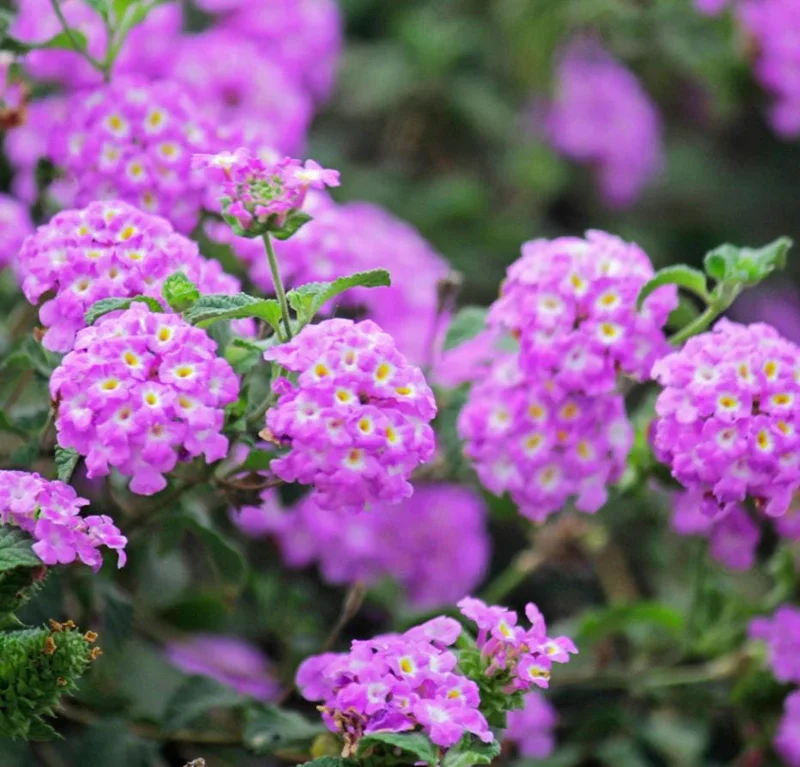 Purple Trailing Lantana Live Plant - 5-7" Tall, Spreading Perennial Flower, Outdoor Sun Loving Purple Trailing Lantana Live Plant - 5-7" Tall, Spreading Perennial Flower, Outdoor Sun Loving - Image 2