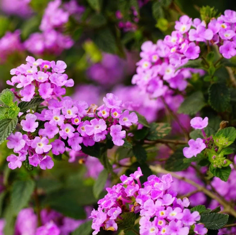 Purple Trailing Lantana Live Plant - 5-7" Tall, Spreading Perennial Flower, Outdoor Sun Loving Purple Trailing Lantana Live Plant - 5-7" Tall, Spreading Perennial Flower, Outdoor Sun Loving - Image 3
