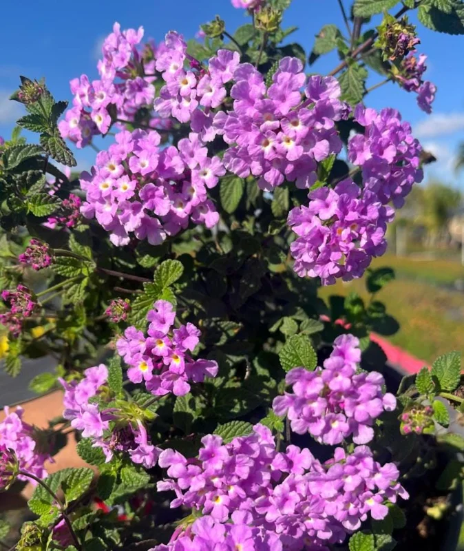 Purple Trailing Lantana Live Plant - 5-7" Tall, Spreading Perennial Flower, Outdoor Sun Loving Purple Trailing Lantana Live Plant - 5-7" Tall, Spreading Perennial Flower, Outdoor Sun Loving - Image 4