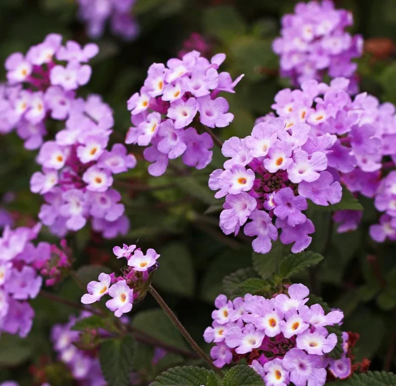 Purple Trailing Lantana Live Plant - 5-7" Tall, Spreading Perennial Flower, Outdoor Sun Loving Purple Trailing Lantana Live Plant - 5-7" Tall, Spreading Perennial Flower, Outdoor Sun Loving - Image 5