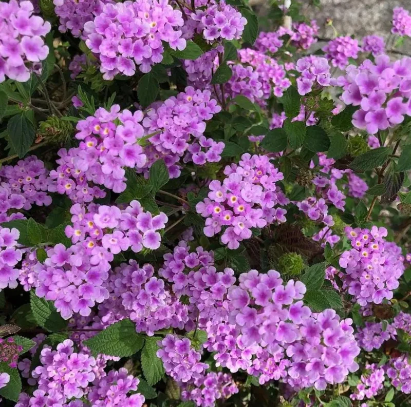 Purple Trailing Lantana Live Plant - 5-7" Tall, Spreading Perennial Flower, Outdoor Sun Loving Purple Trailing Lantana Live Plant - 5-7" Tall, Spreading Perennial Flower, Outdoor Sun Loving - Image 1