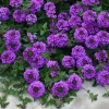 Purple Verbena Live Plant – 4 Inch Pot – Ornamental Garden Flowers - Image 1