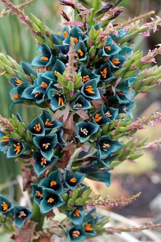 Puya Alpestris Sapphire Tower Seeds - 10 Pack - Exotic Flowering Perennial for Garden Puya Alpestris Sapphire Tower Seeds - 10 Pack - Exotic Flowering Perennial for Garden - Image 3