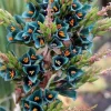 Puya Alpestris Sapphire Tower Seeds - 10 Pack - Exotic Flowering Perennial for Garden - Image 1