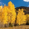 Quaking Aspen Bare Root Seedlings - Set of 2 Live Trees, 2-3 ft Tall, Populus Tremuloides, Shade Tree Quaking Aspen Bare Root Seedlings - Set of 2 Live Trees, 2-3 ft Tall, Populus Tremuloides, Shade Tree - Image 1