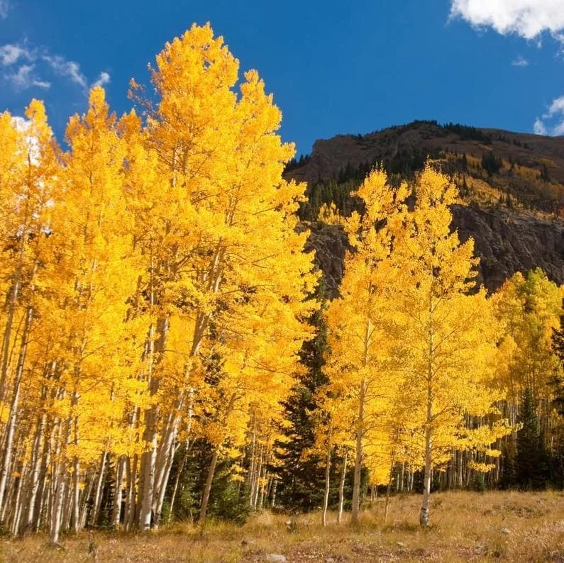 Quaking Aspen Tree Seedling Live Plant - Populus Tremuloides, 6-8 Inch Tall, 4 Inch Pot, Outdoor Shade Tree Quaking Aspen Tree Seedling Live Plant - Populus Tremuloides, 6-8 Inch Tall, 4 Inch Pot, Outdoor Shade Tree - Image 2