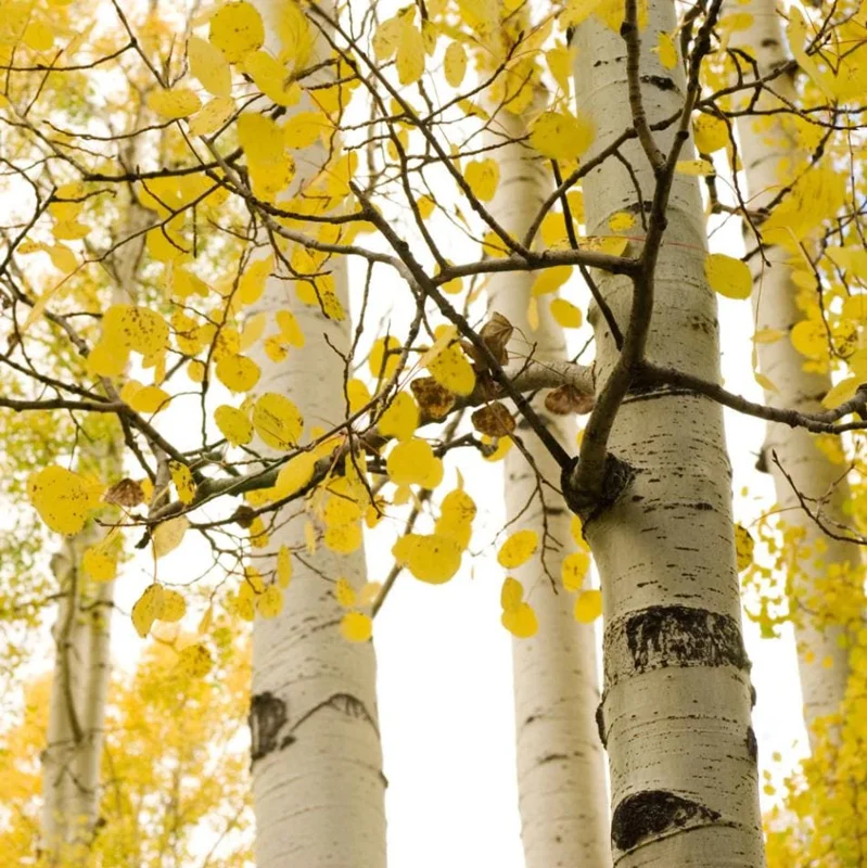 Quaking Aspen Tree Seedling Live Plant - Populus Tremuloides, 6-8 Inch Tall, 4 Inch Pot, Outdoor Shade Tree Quaking Aspen Tree Seedling Live Plant - Populus Tremuloides, 6-8 Inch Tall, 4 Inch Pot, Outdoor Shade Tree - Image 3