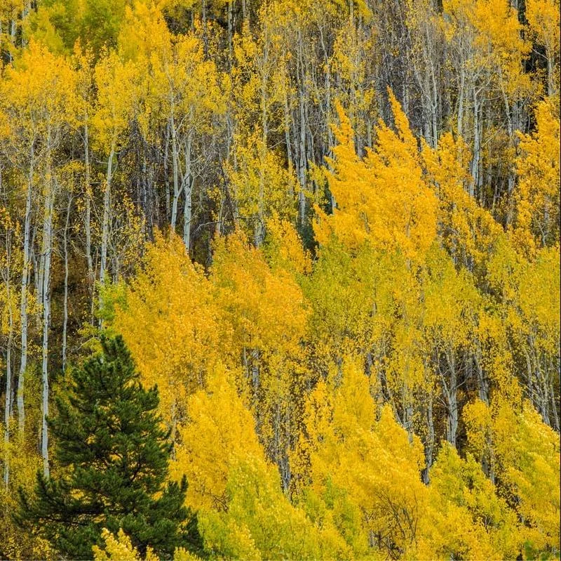 Quaking Aspen Tree Seedling Live Plant - Populus Tremuloides, 6-8 Inch Tall, 4 Inch Pot, Outdoor Shade Tree Quaking Aspen Tree Seedling Live Plant - Populus Tremuloides, 6-8 Inch Tall, 4 Inch Pot, Outdoor Shade Tree - Image 4